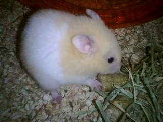 creme